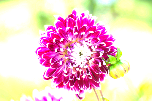 Bright image of flower.