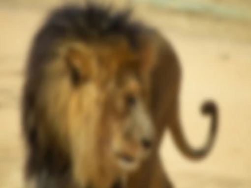 Blurry image of Lion.